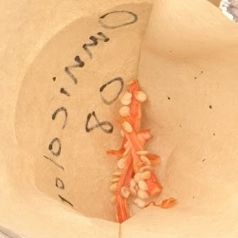 chili planter frø chili planter frø